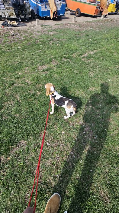 Beagle tricolo macho