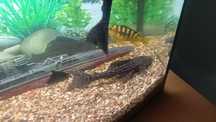 Glonojad lamparcie  do akwarium gibiceps 2szt