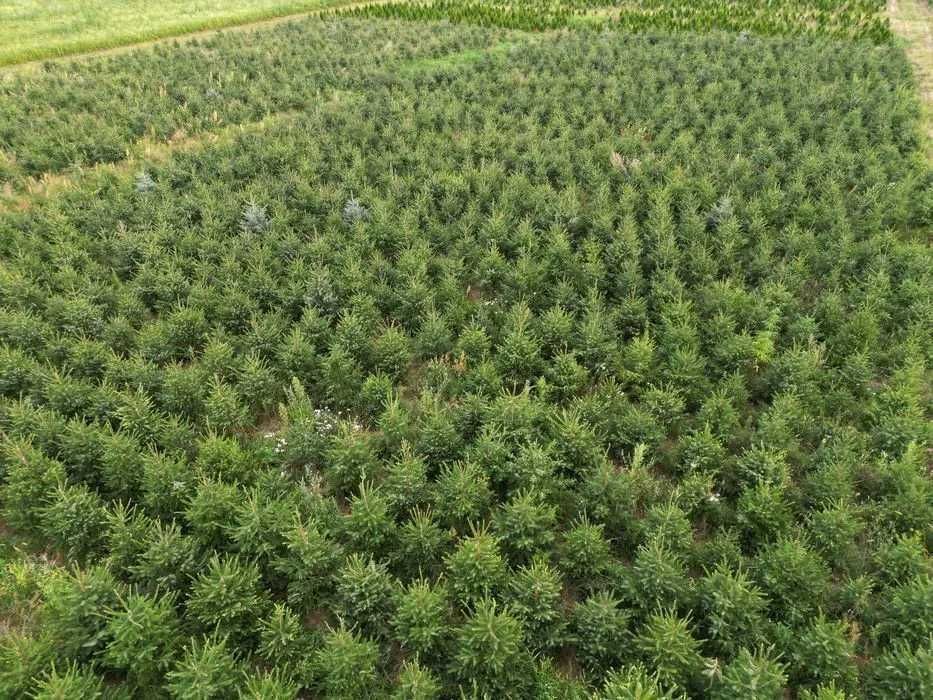 Świerk serbski, Picea OMORICA wys.170-200cm Usługa sadzenia