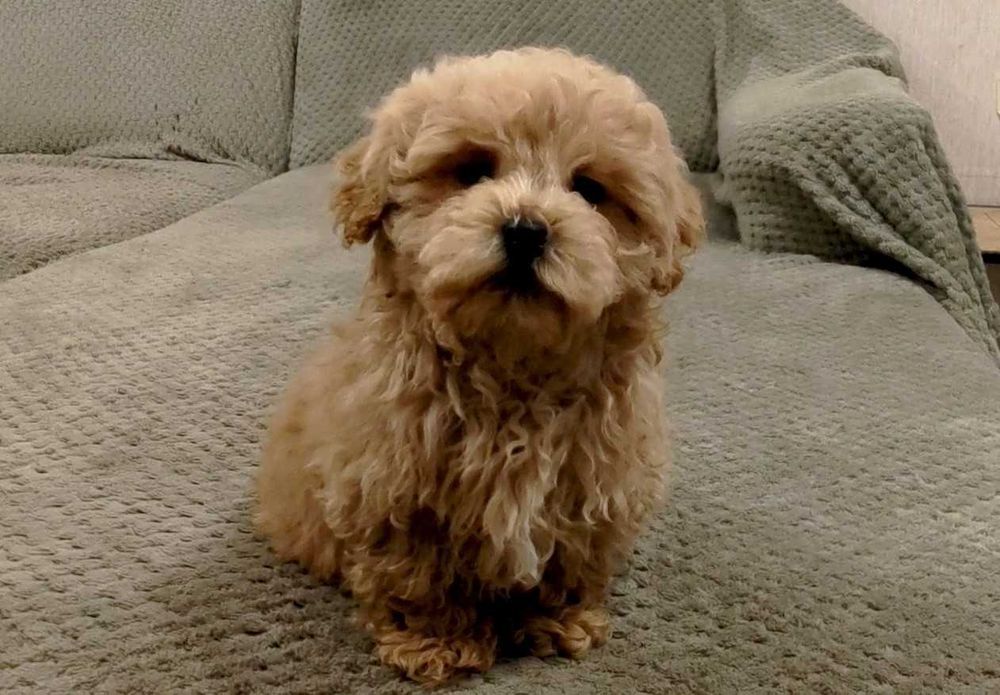 MALTIPOO śliczny szczeniak do odbioru + wyprawka, paszport