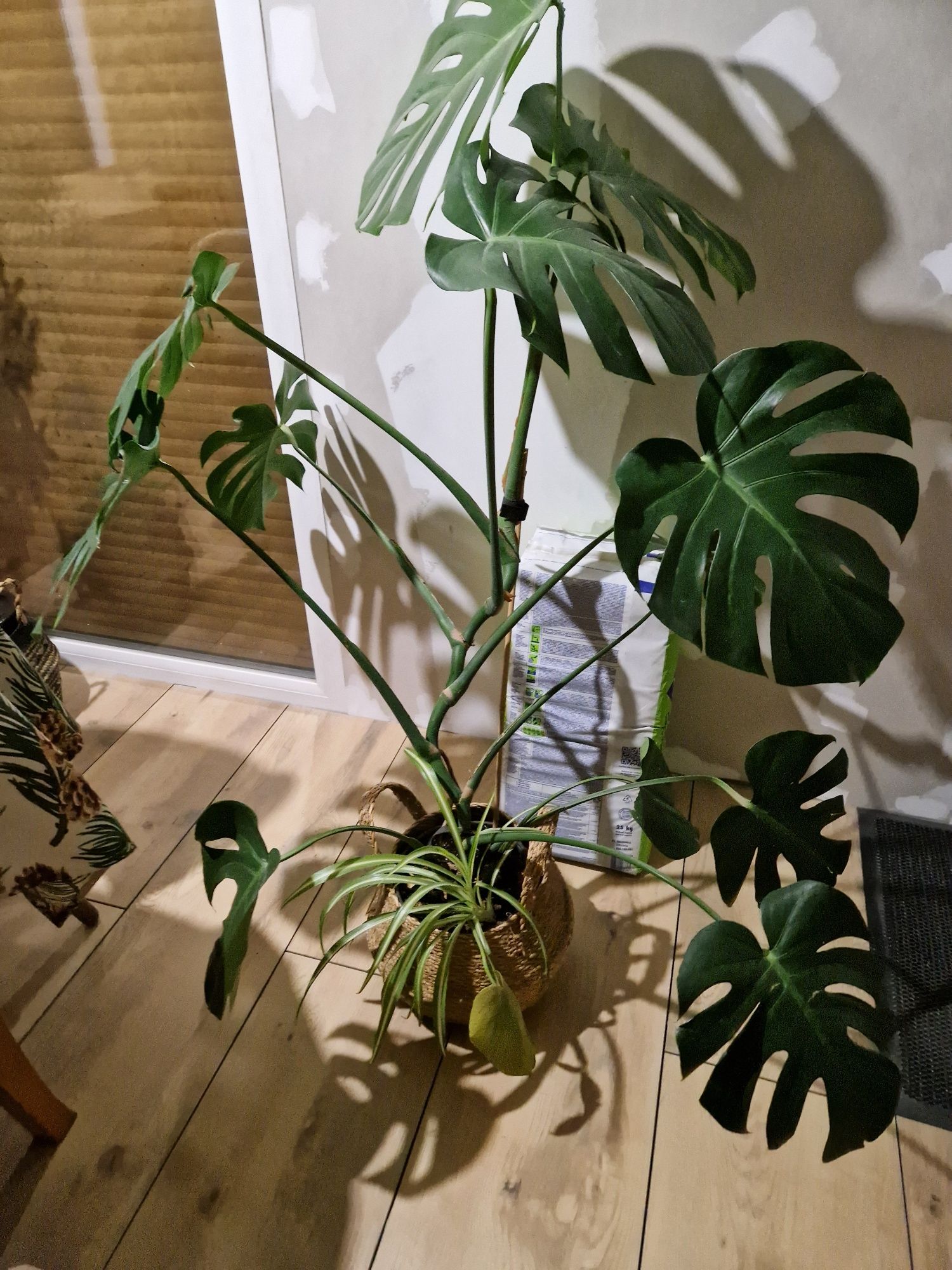 Kwiat monstera wysoka 1,5