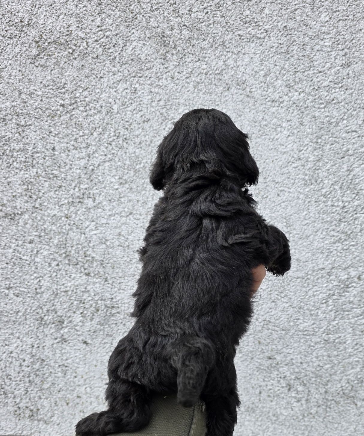Cavapoo f1 suczka  czarna mini
