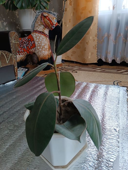 Фікус широколистий