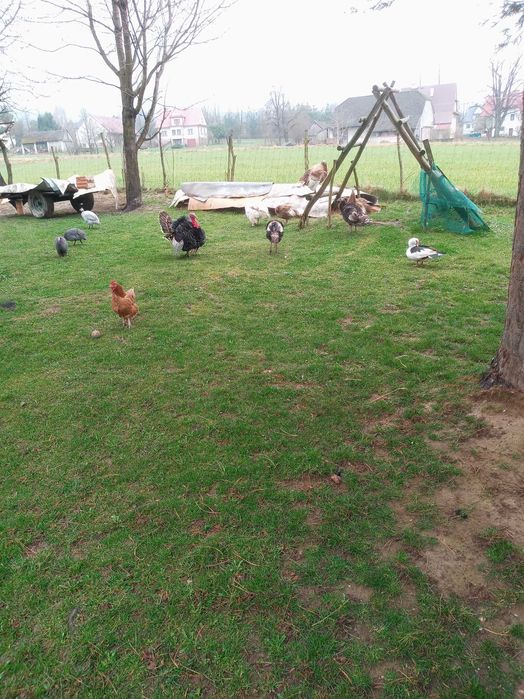 Witam,mam,dospszedania.idczki z,tamtego roku,i idka