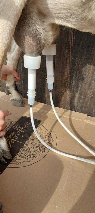 Dojarka dla KOZY lub Owcy - Aparat udojowy - duży pojemnik na Mleko.