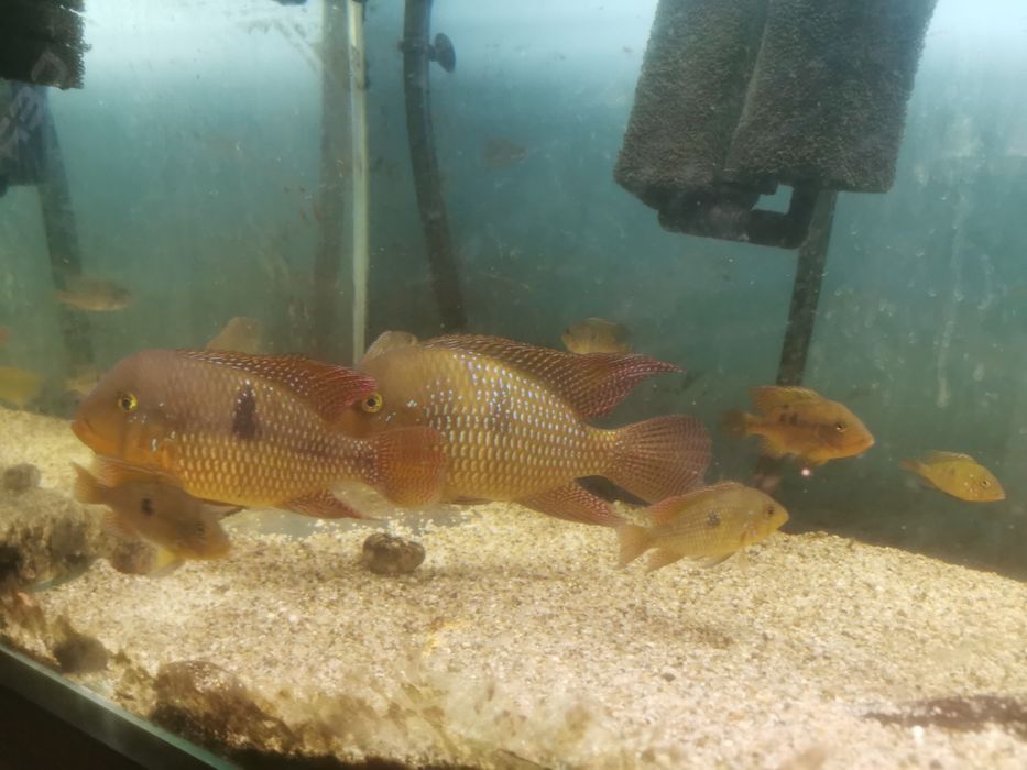 Ryba słodkowodna Ziemiojad piękna kolorowa duża odmiana