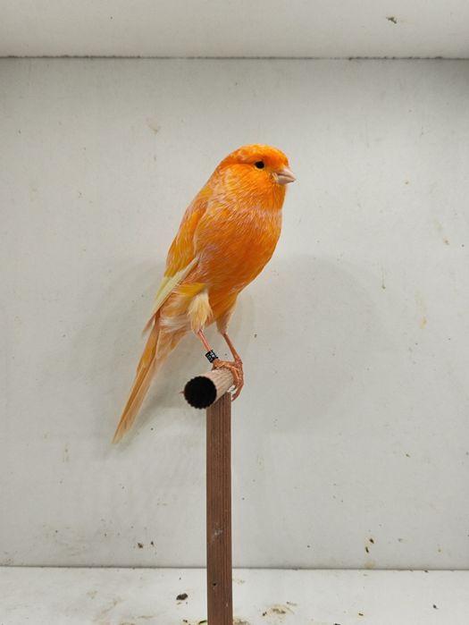 Yorkshire 2025 Machos