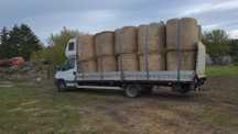 Siano w belach 120cm zielone