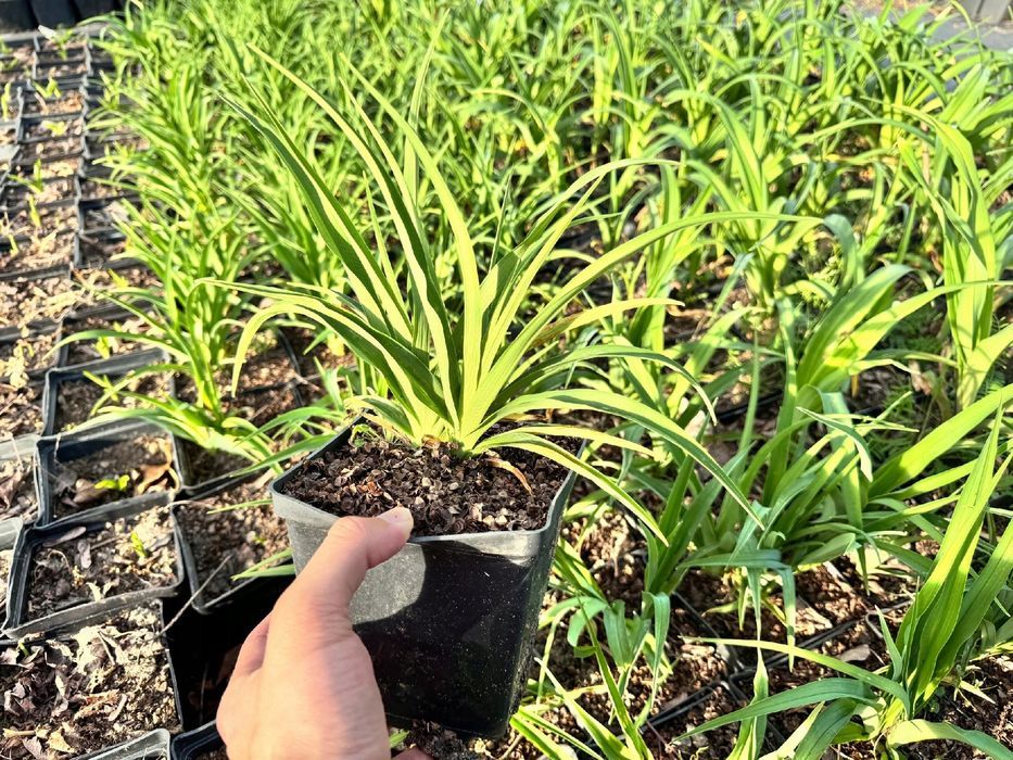 Liliowiec rdzawy 'Kwanso' Pomarańczowy 2.5L (Hemerocallis fulva)