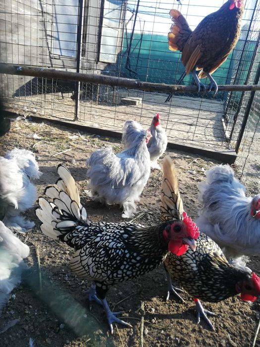 kochiny miniaturowy i sebrytki