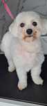 Coton-Maltańczyk adopcja
