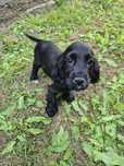 Cocker spaniel angielski