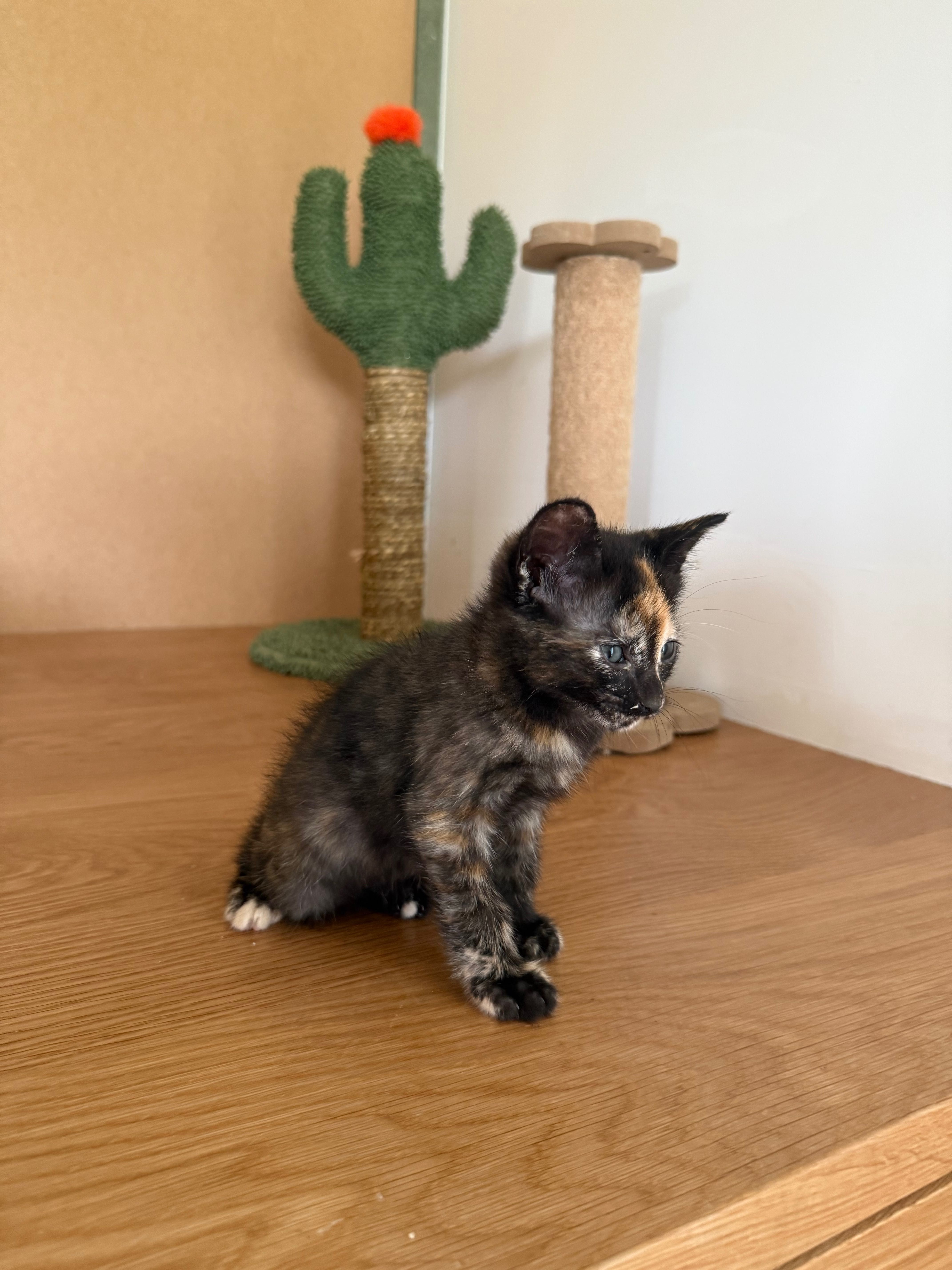 Gatinha fêmea com dois meses para dar