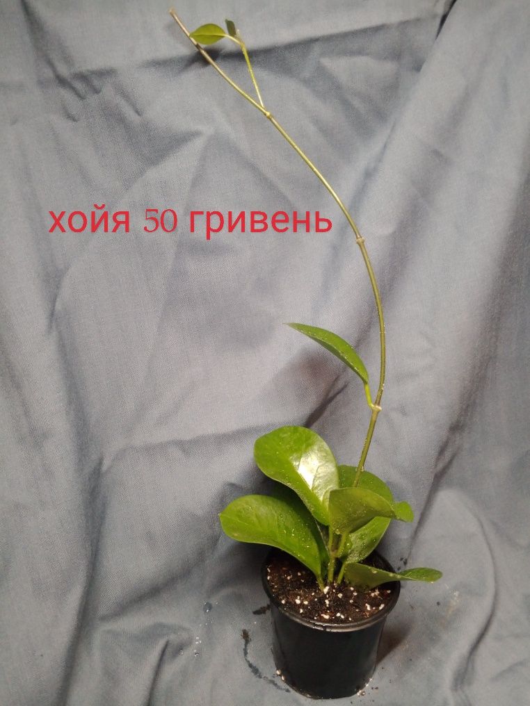 Кімнатні рослини
