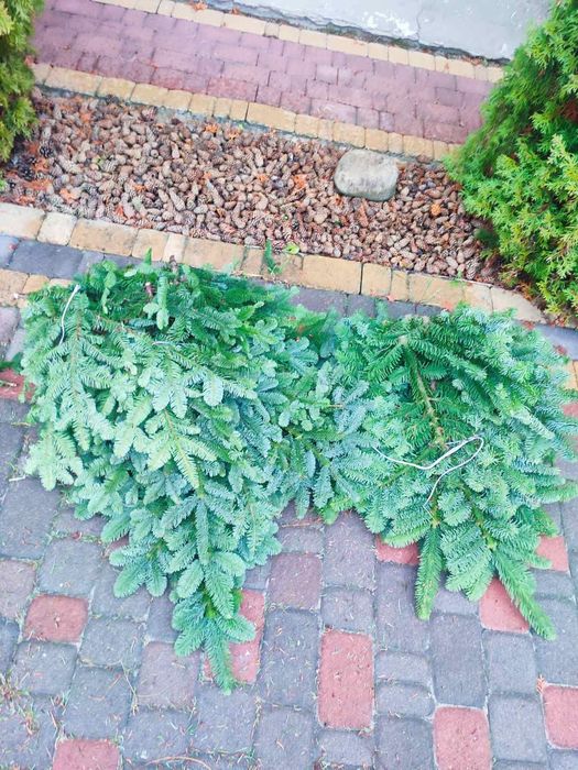 Продам гілки Нобіліс