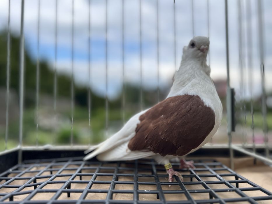 Gołębie ozdobne. Mewka polska samiczka 2023.