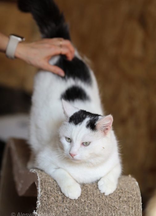 Альф, 2 года, кот, котенок, котик