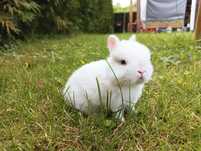 Króliczki miniaturki Hermelin Niebieskooki Teddy Mini Lop