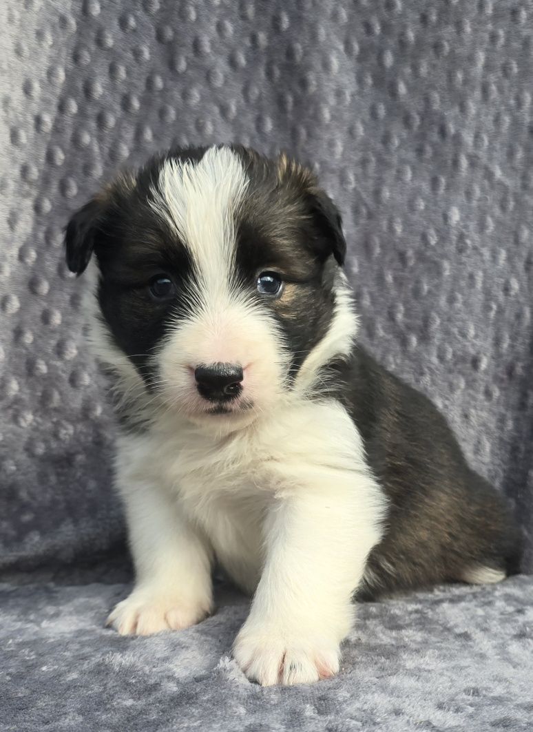 Border Collie piesek 1