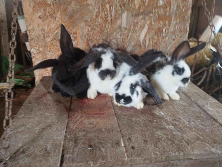 Króliki srokacze x baran
