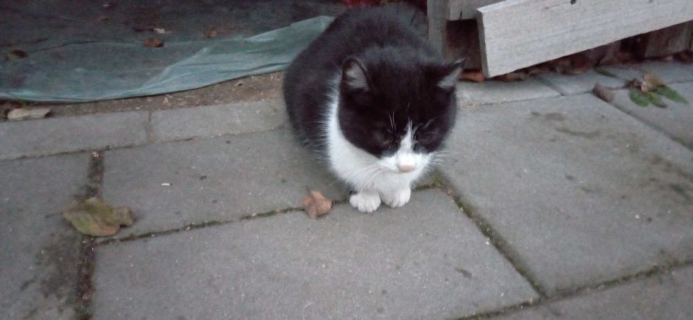 Kotka młoda szuka domu.