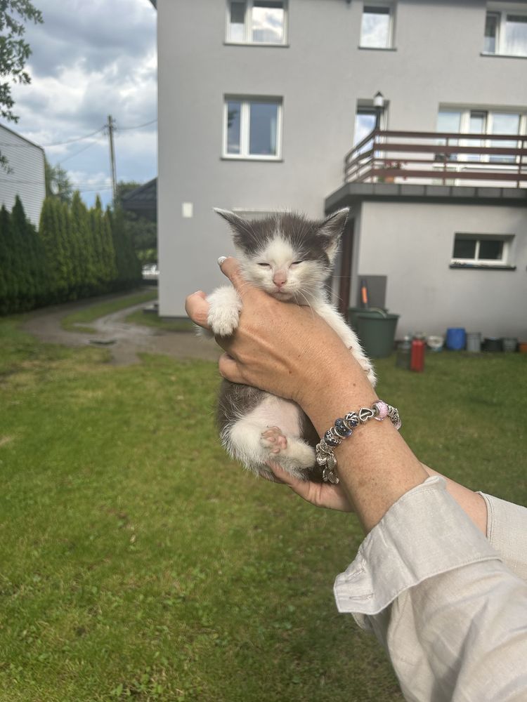 Kotka mloda do adopcji