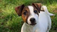 Piesek Jack Russell Terrier / BREFIO / z kompletem szczepień