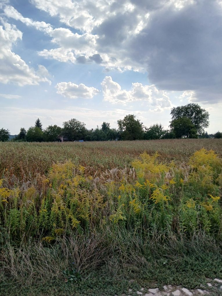 Продаж земельної ділянки, Боголюби