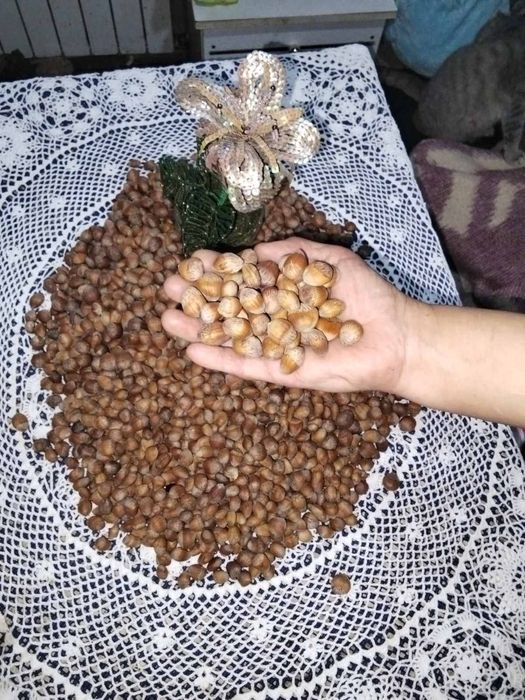 Продам ліщину горішки