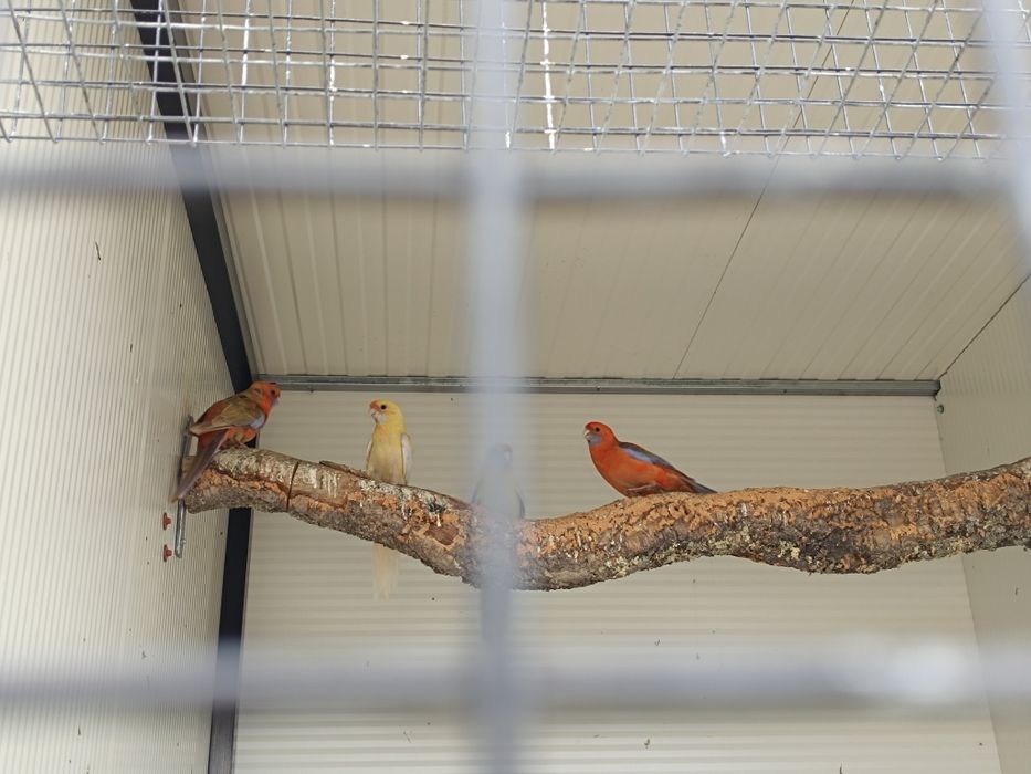 Roselas elegantes para cedência
