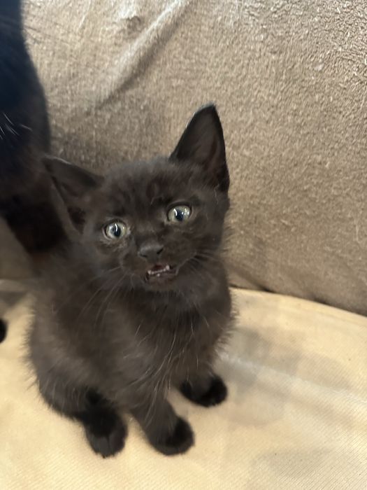 Чорний котик в добрі руки