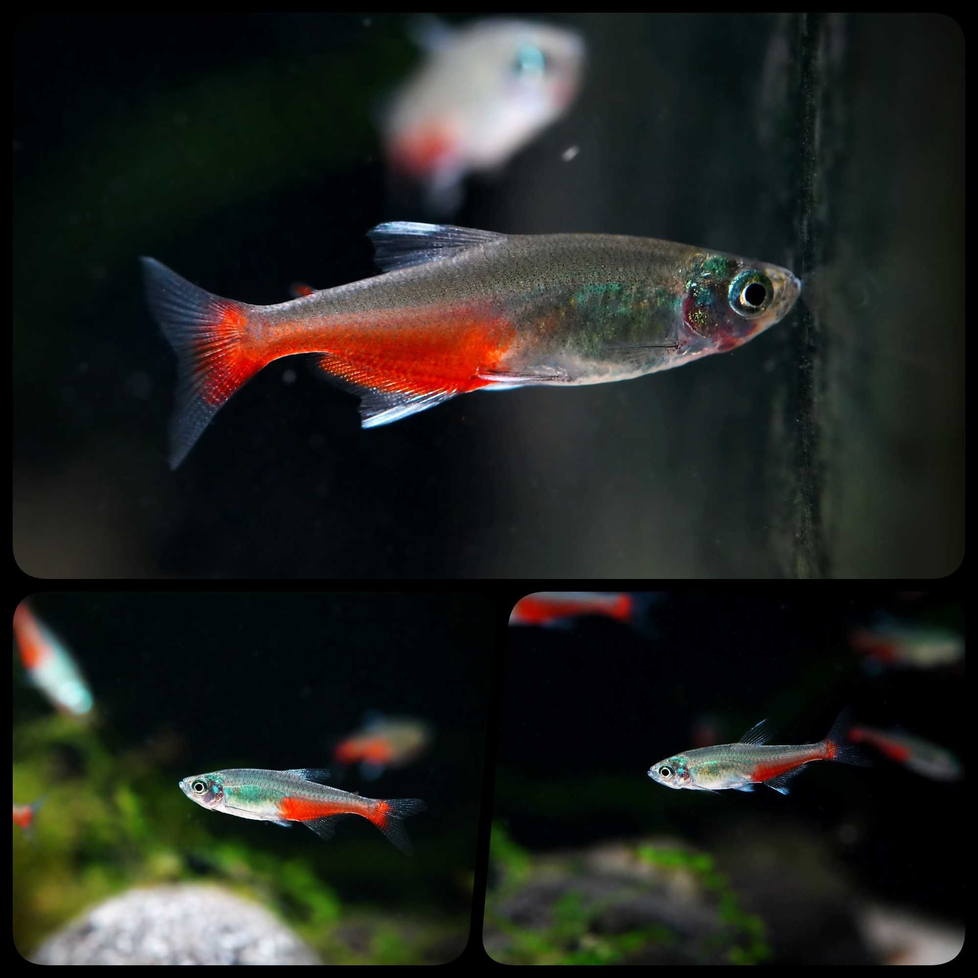 Żwawik Rathbuniego ( Aphyocharax rathbuni ) - AQUASZOP