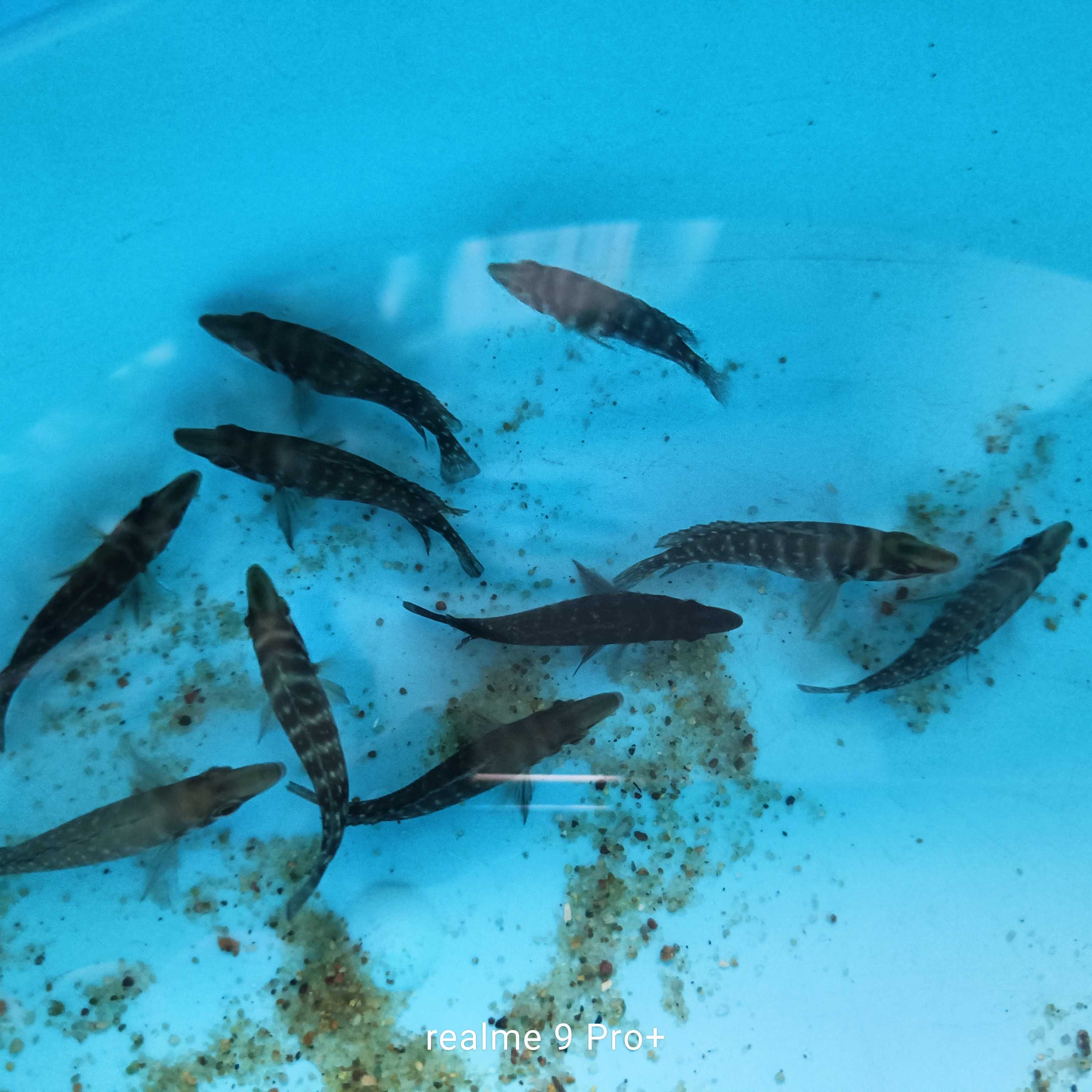 A. calvus black pectoral