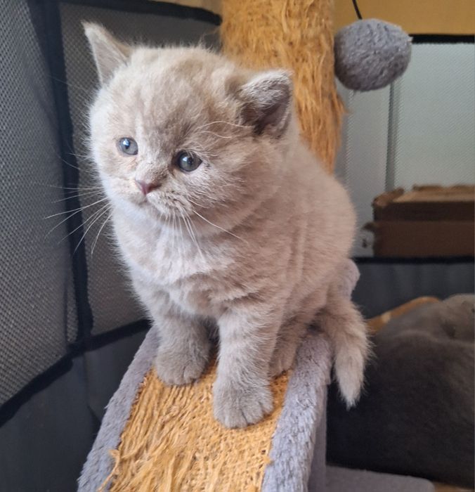 Fêmea  scottish straight