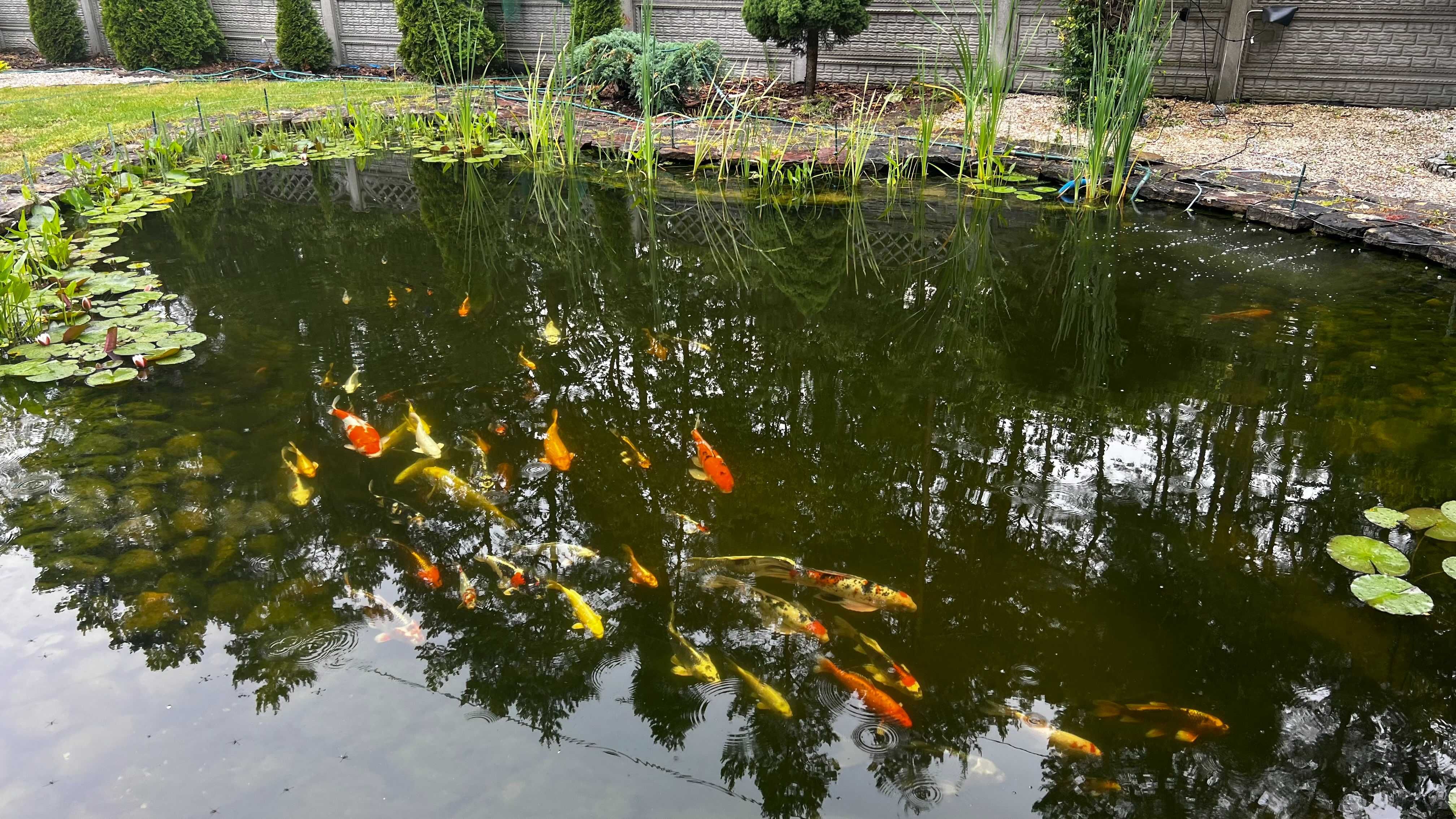 Oryginalne karpie Koi