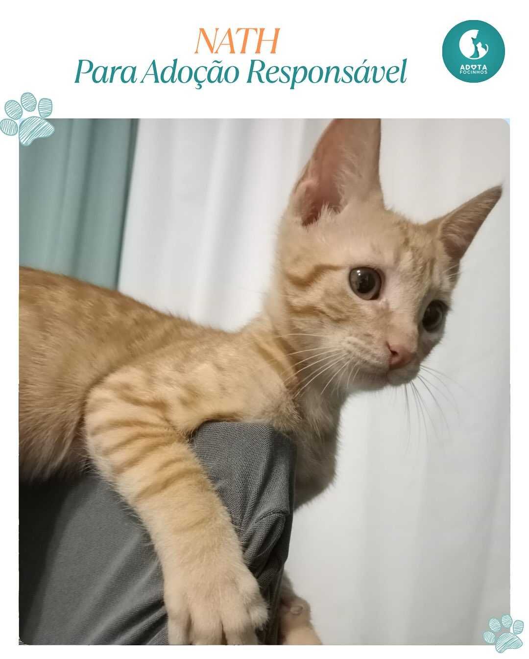 Bebé Nath - para adopção responsável