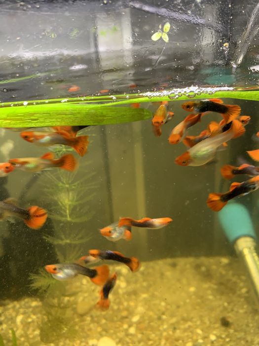 Guppys machos koi  2,50€ cada