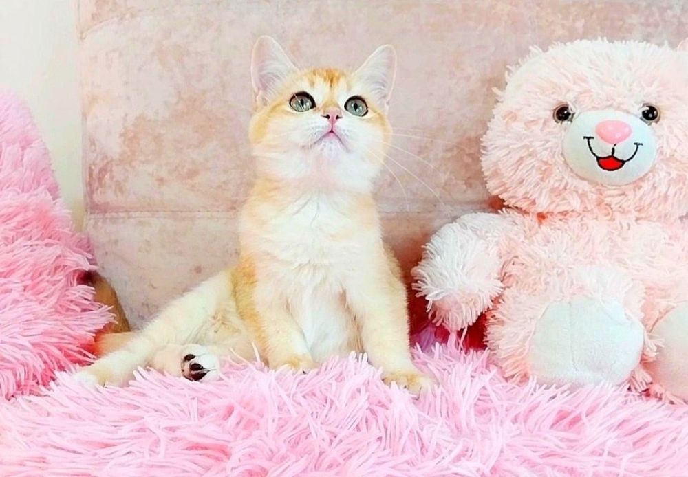 Чарівна зеленоока красунечка шотландська дівчинка