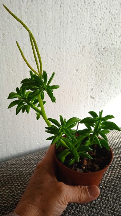 Кімнатні рослини