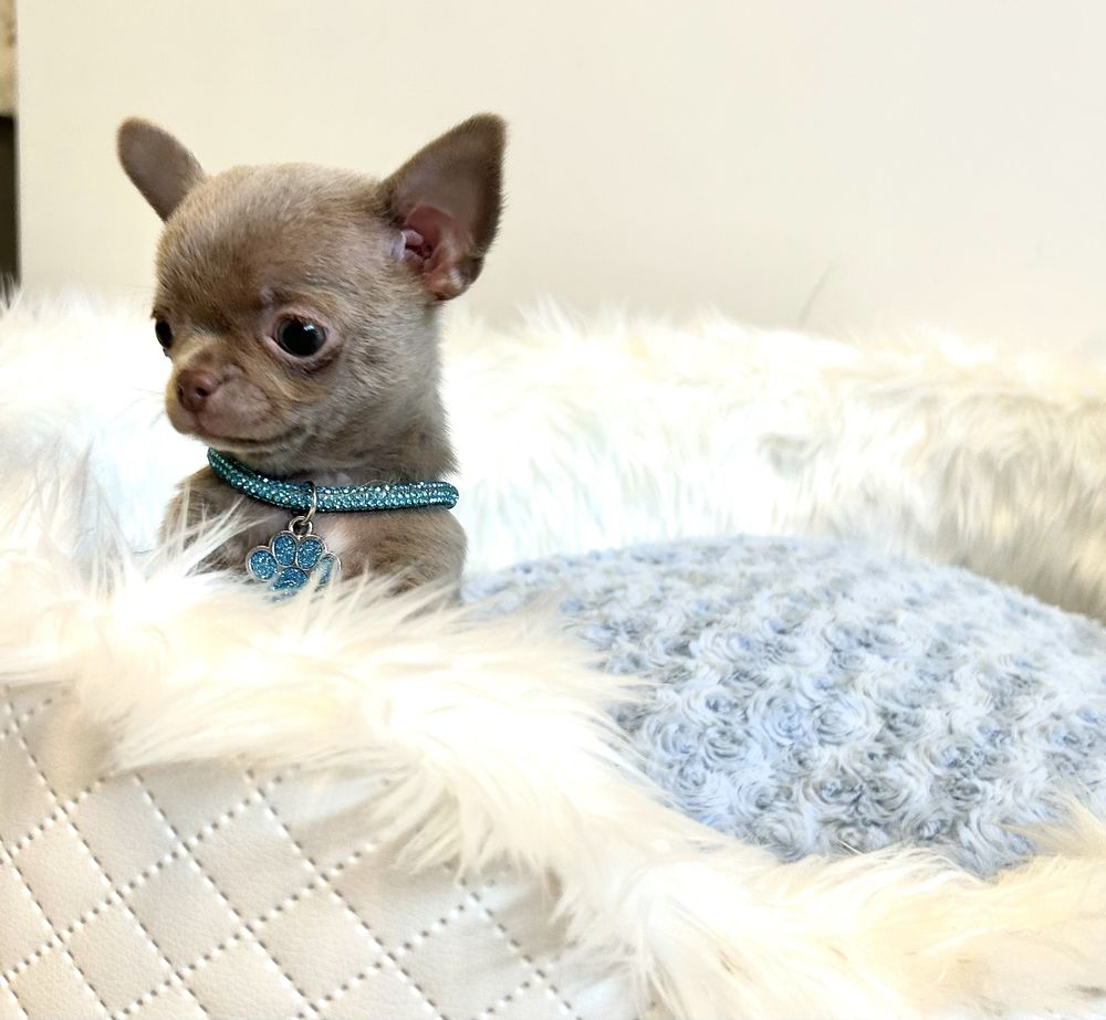 Chihuahua liliowy piesek .Maleńkie cudeńko .JUŻ DO ODBIORU.