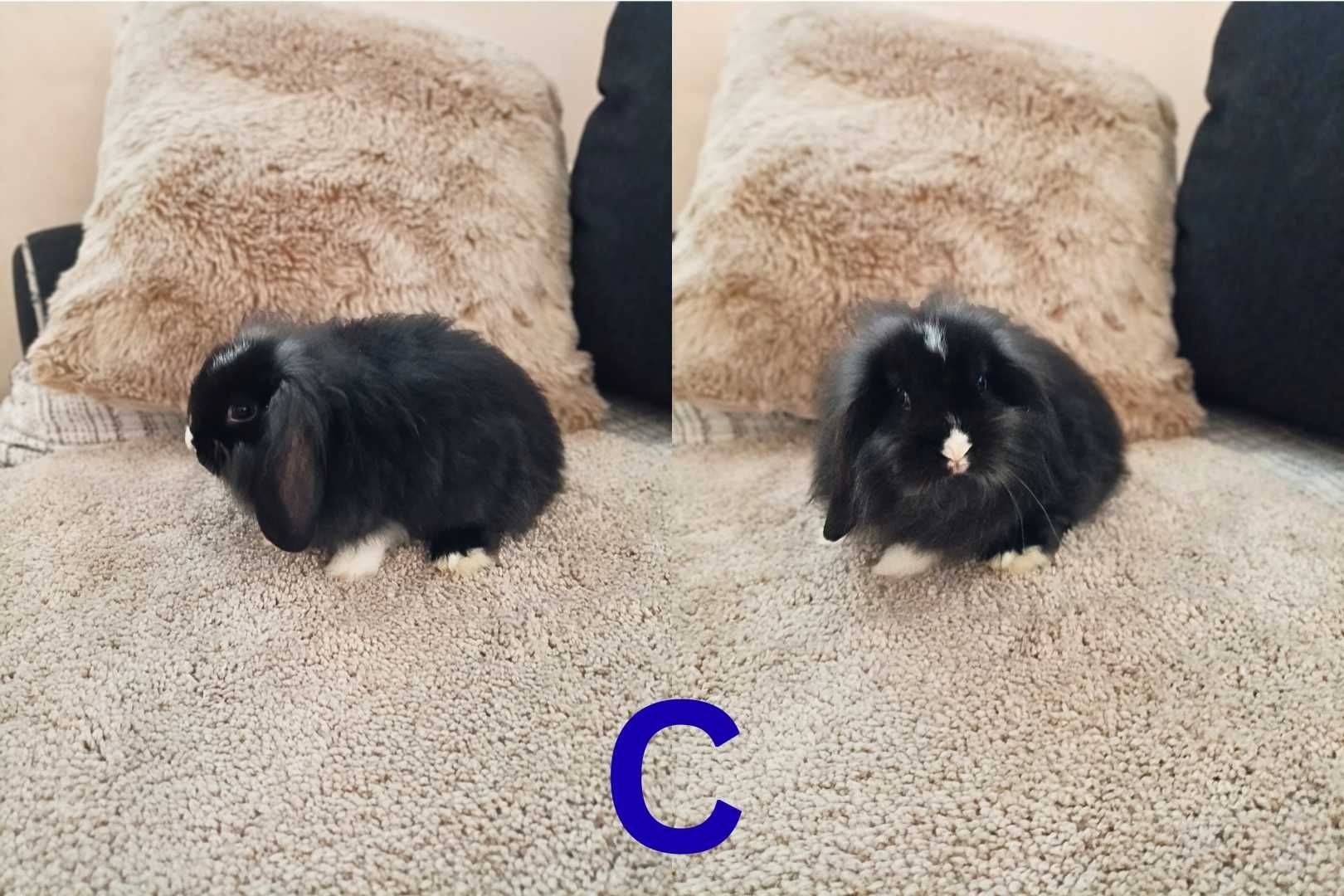 Coelhinhos bébés cruzados de LOP e LOP Cabeça de Leão