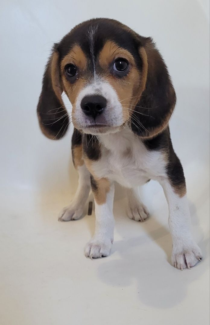 Femea beagle tricolor