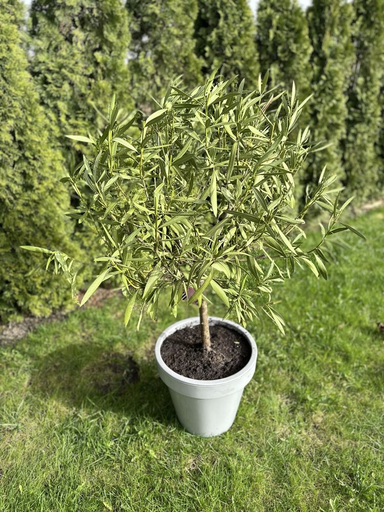 Bardzo duży Oleander na pniu z doniczką