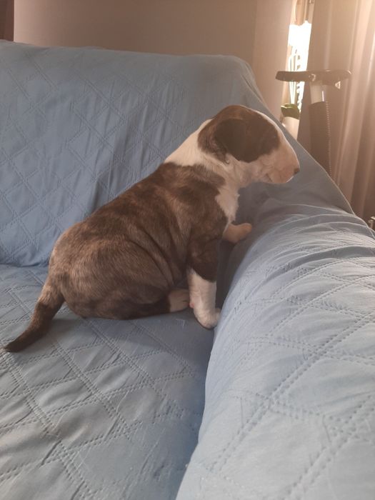 Bulterier standardowy