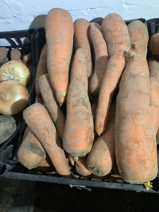 Продам домашню Моркву