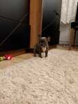 Buldog francuski