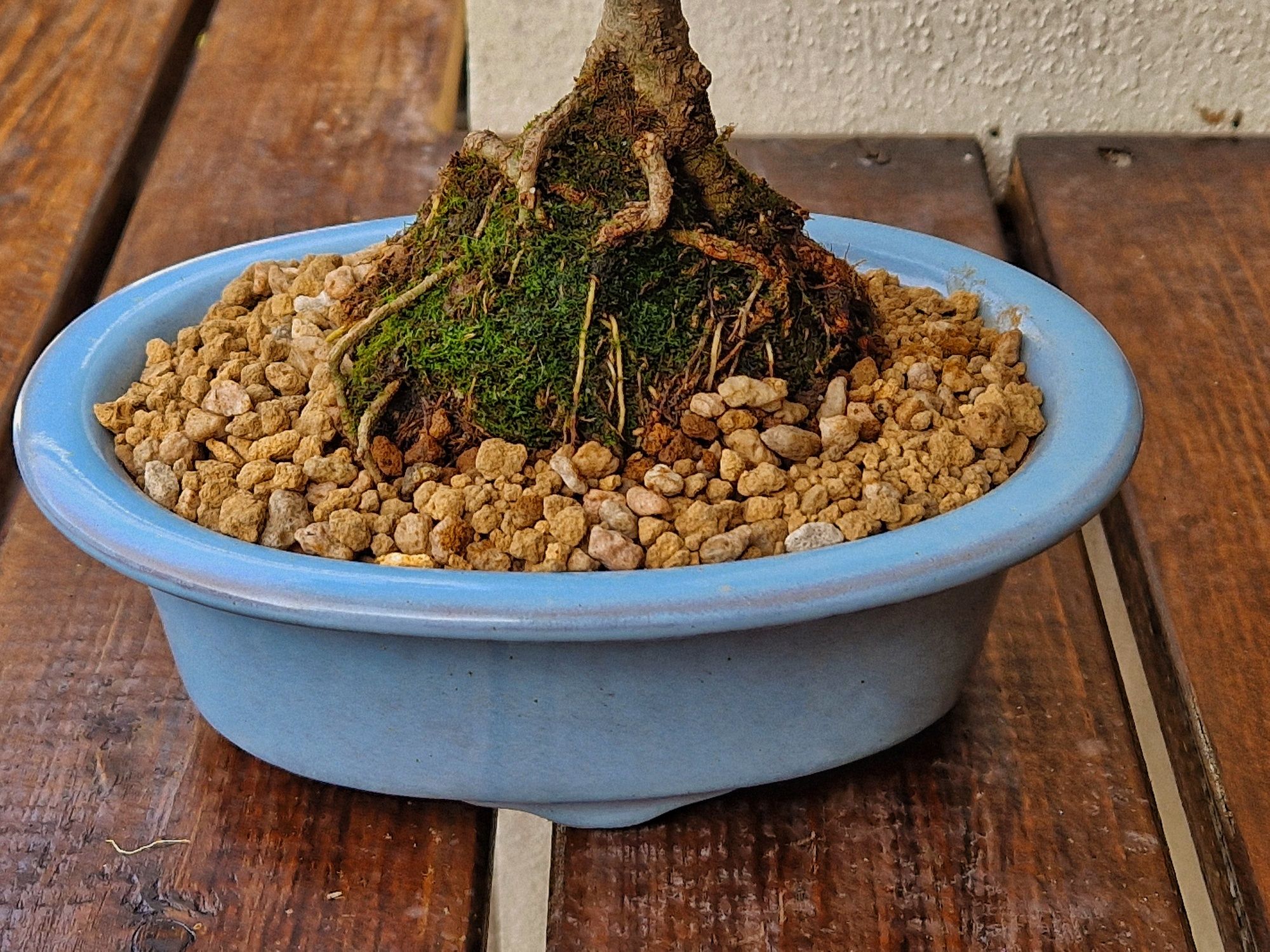 Bonsai ligustrum sinensis