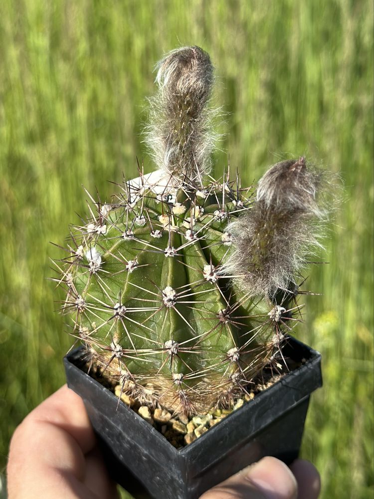 kaktus Echinopsis hybryd Beautiful Dreamer