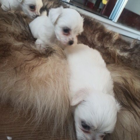 Piesek Samiczka Suczka Suka Maltańczyk Miniaturka