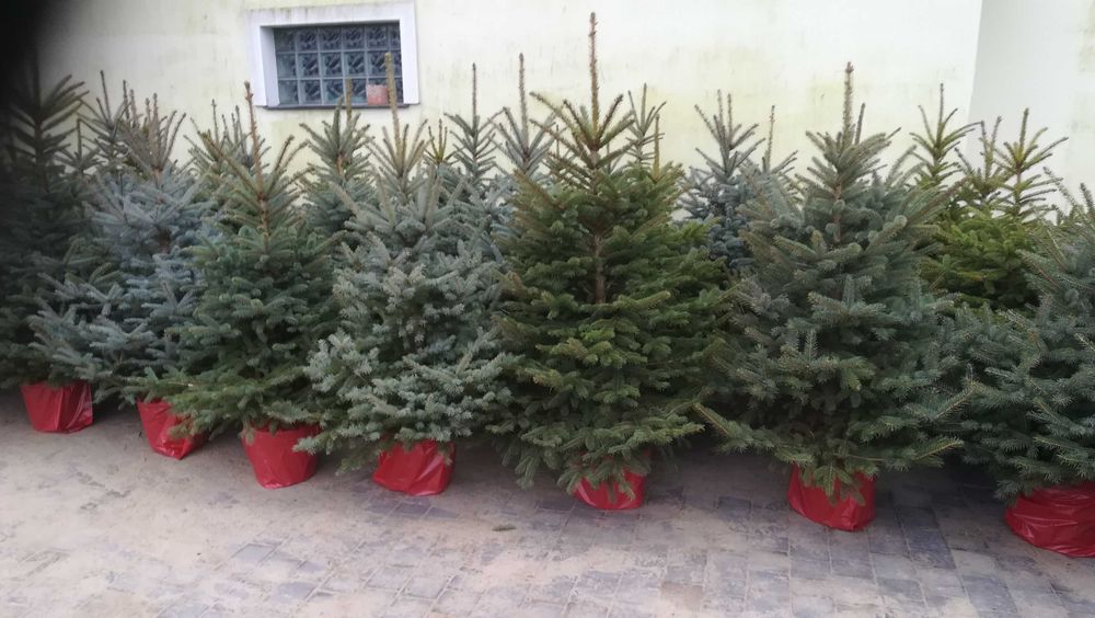 Świerk w donicy Dostawa Puławska 416 Warszawa Choinkownia